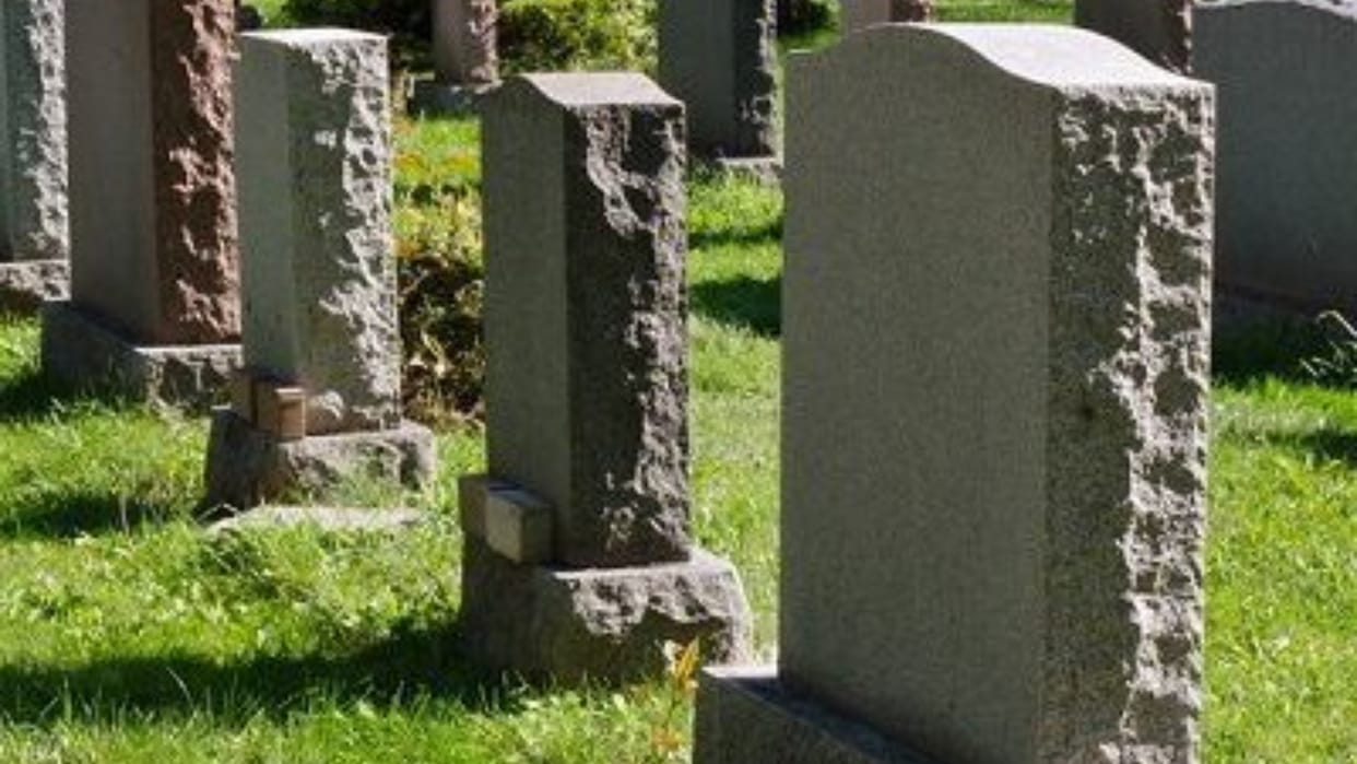 Mining Bees 55 Lakh Mining Bees Found Under New York Ithaca Cemetery