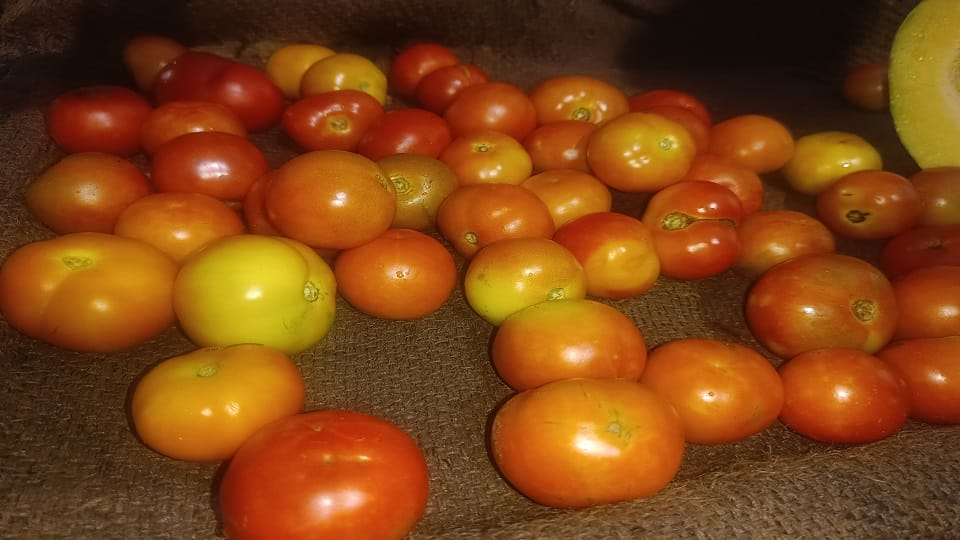 tomatoes became twice as expensive