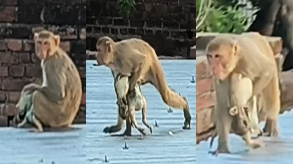 Mother monkey wanders clutching dead infant