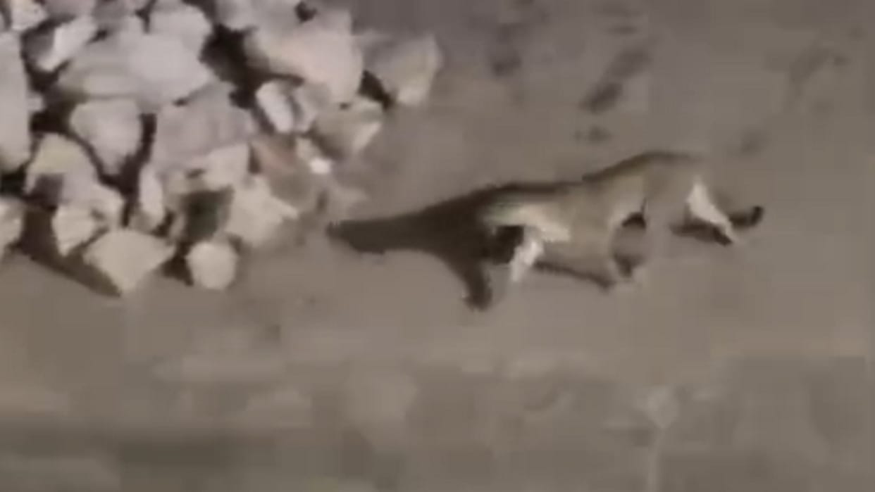 Leopard spotted atop the tin shed of a former chairman's warehouse in New Jhunsi