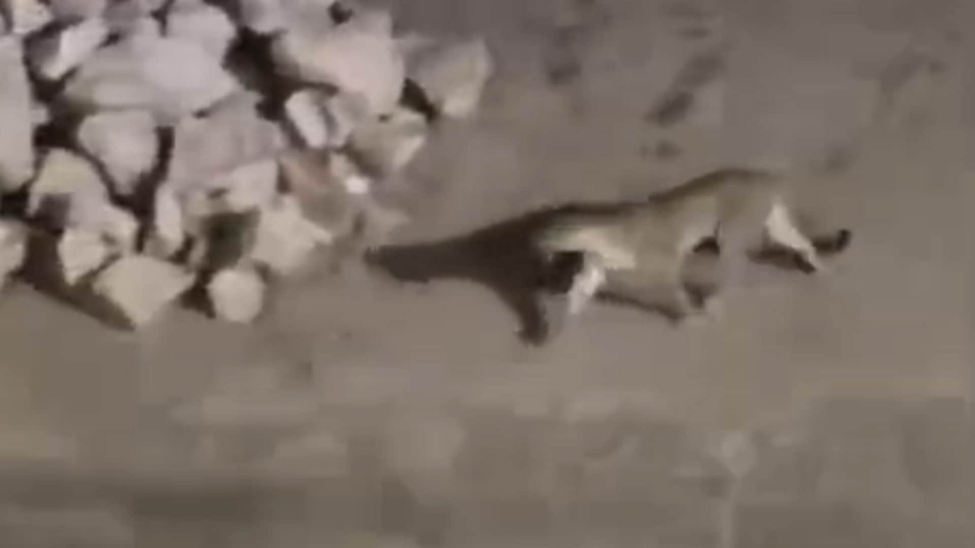 प्रयागराज में दिखा तेंदुआ।