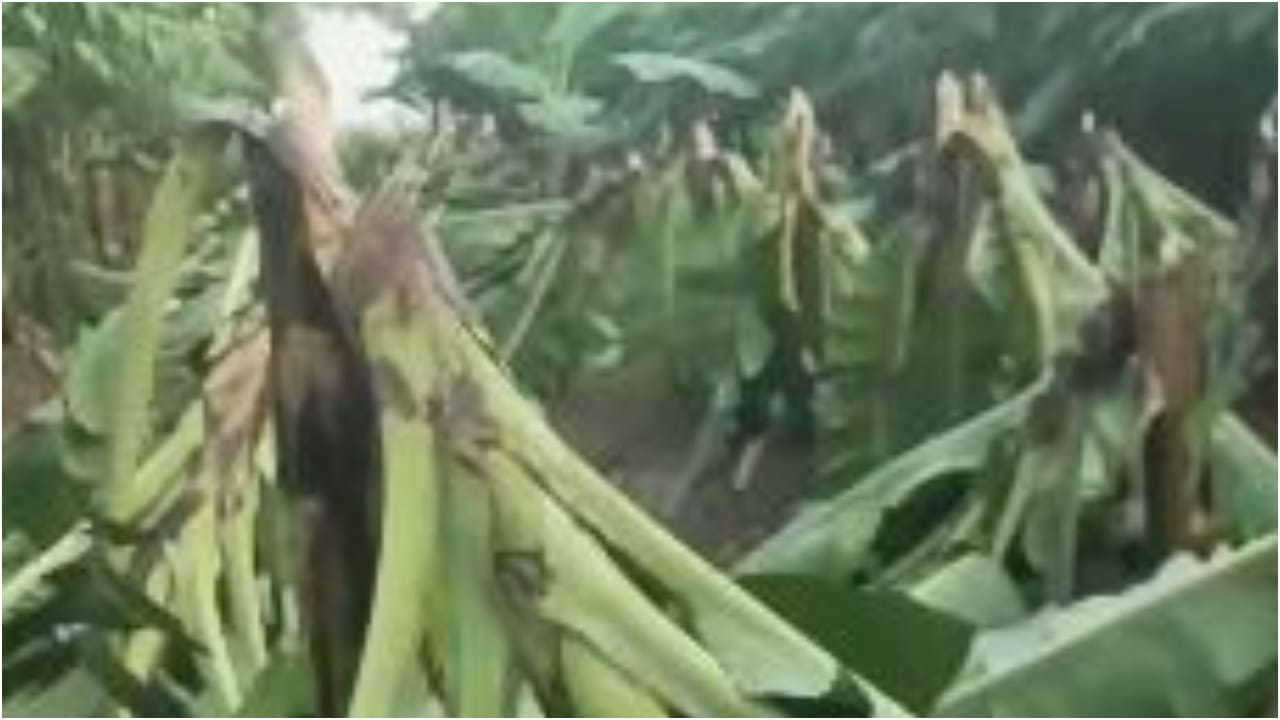 केले की फसल