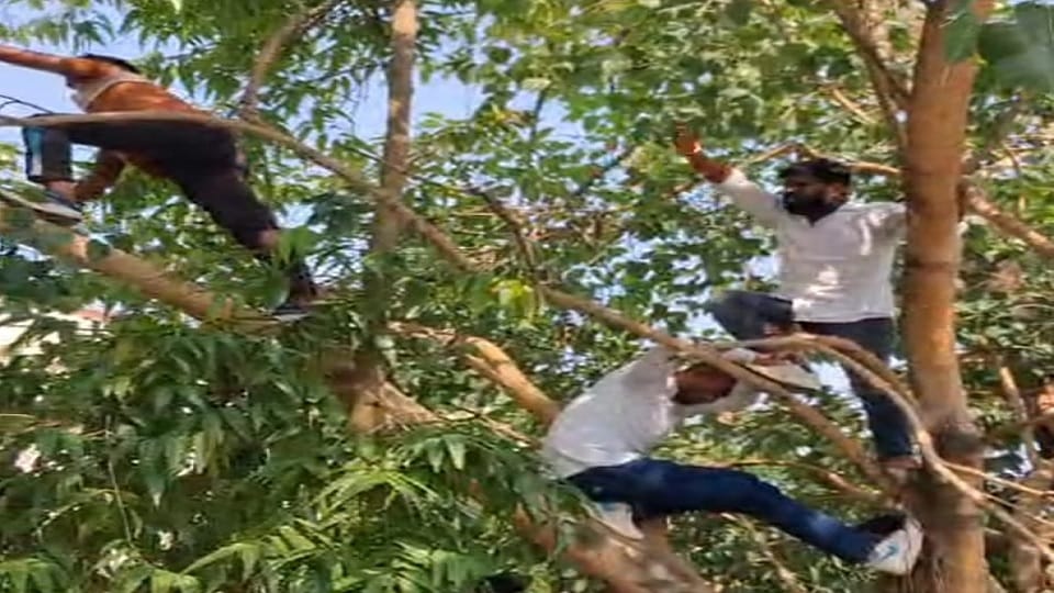 relatives of the deceased climbed a tree disappointed by the court decision in Maharajpur