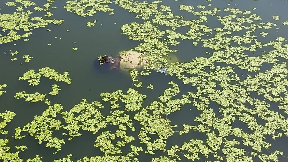6-Year-Old Boy Drowns in Amrit Sarovar, Angry Crowd Protests with Body at Municipal Office