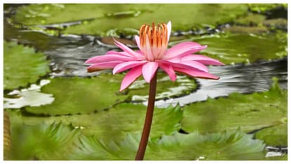 अदिति गार्डन:शहरीकरण के बीच प्रकृति और सुकून का संगम - Aditi Garden ...