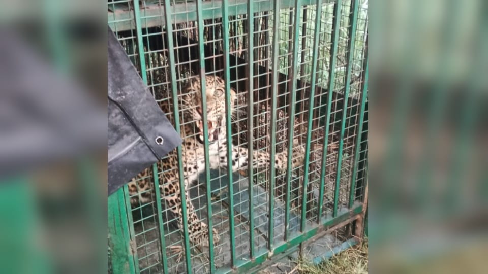 Bijnor: Leopard Finally Trapped After Six Days, Villagers Still Fear More Big Cats