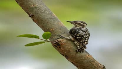India's smallest woodpecker spotted in Raipur, Jungle Safari's biodiversity gets a new identity