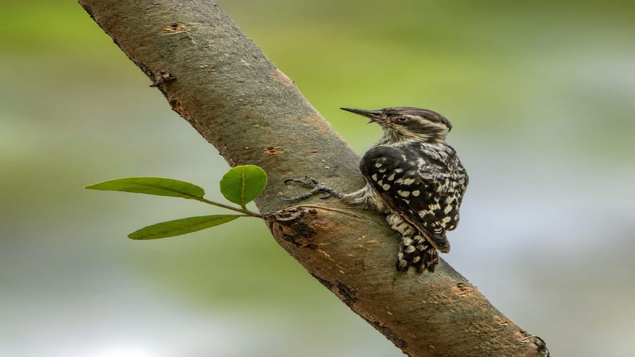 India's smallest woodpecker spotted in Raipur, Jungle Safari's biodiversity gets a new identity