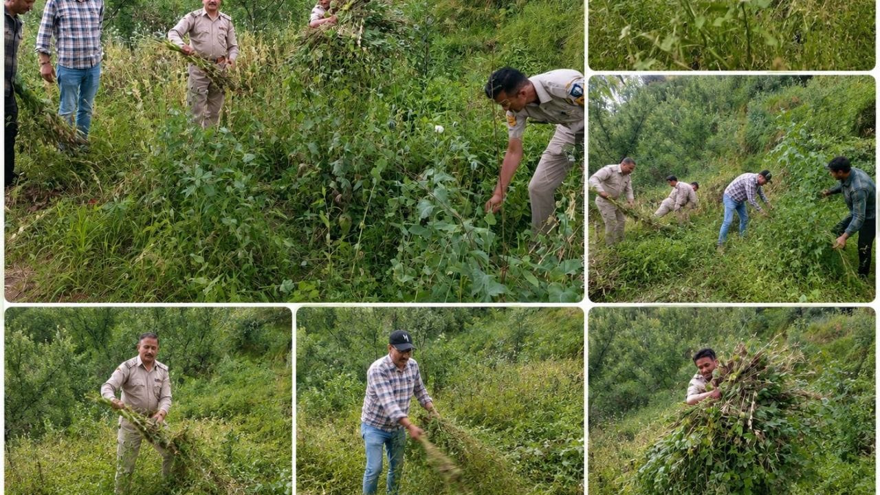 अफीम की अवैध खेती को उखाड़ती टीम