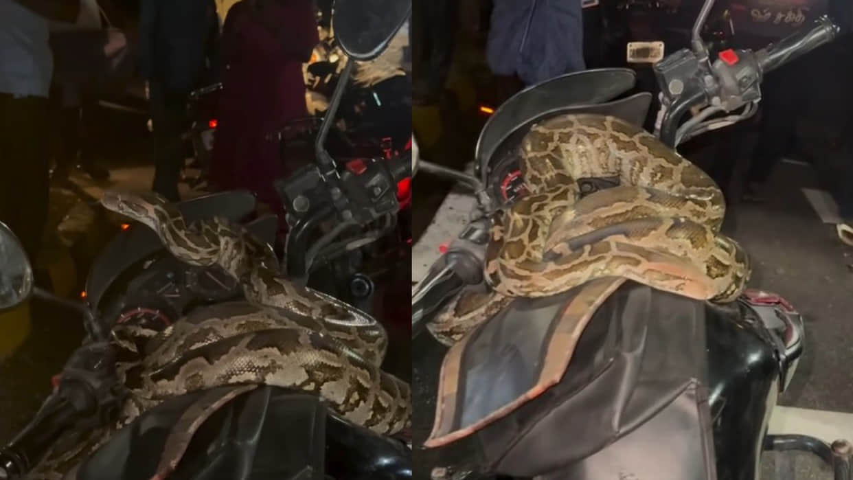 Tamilnadu bypass road giant python found on bike You will be stunned after watching the viral video