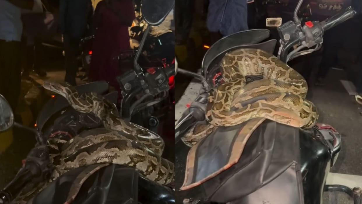 Tamilnadu bypass road giant python found on bike You will be stunned after watching the viral video