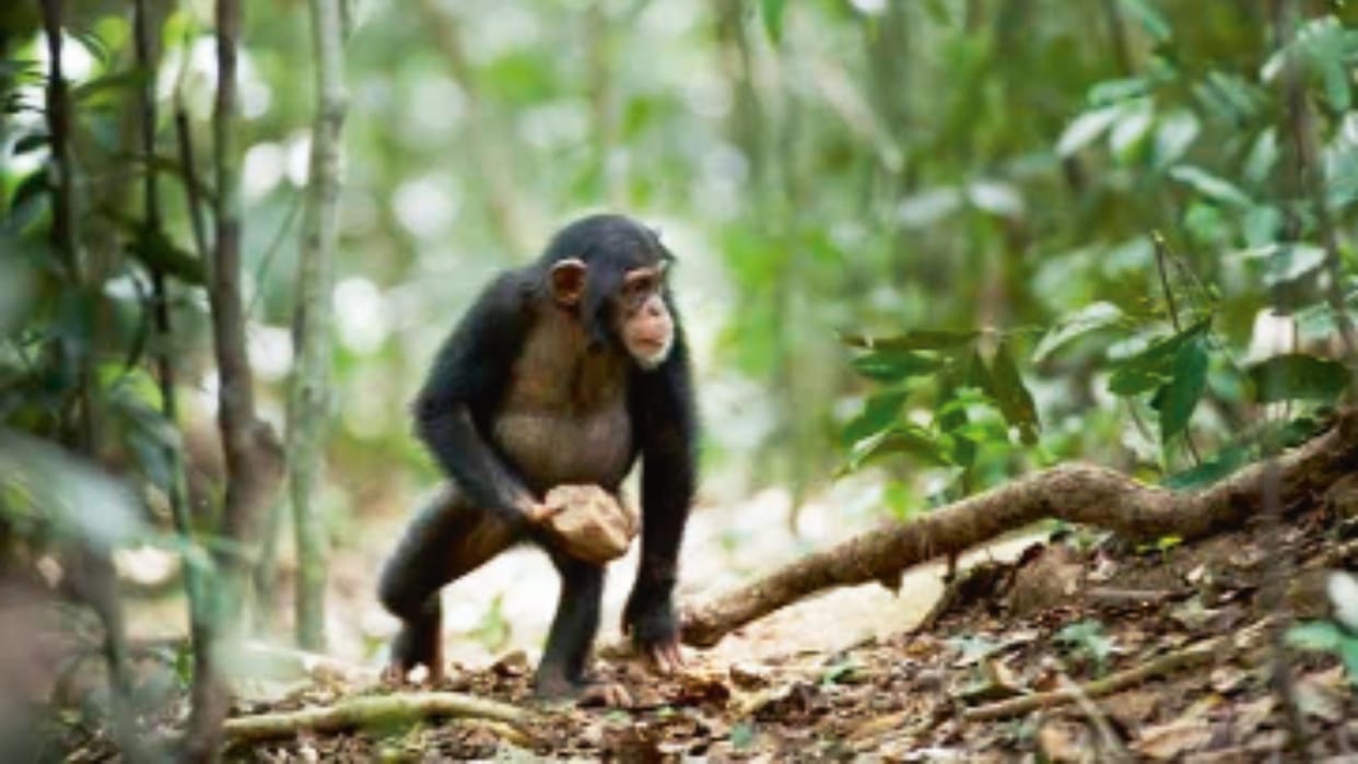 chimpanzee-stone-throwing-behaviour-evolutionary-mystery-guinea-bissau