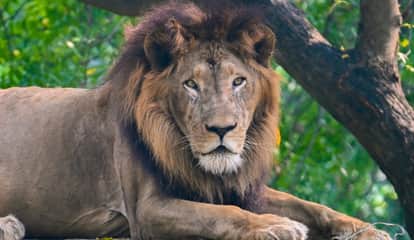 Kanpur Zoo pride Ajay is no more 18 year old Asiatic lion dies after tumor rupture wildlife enthusiasts mourn