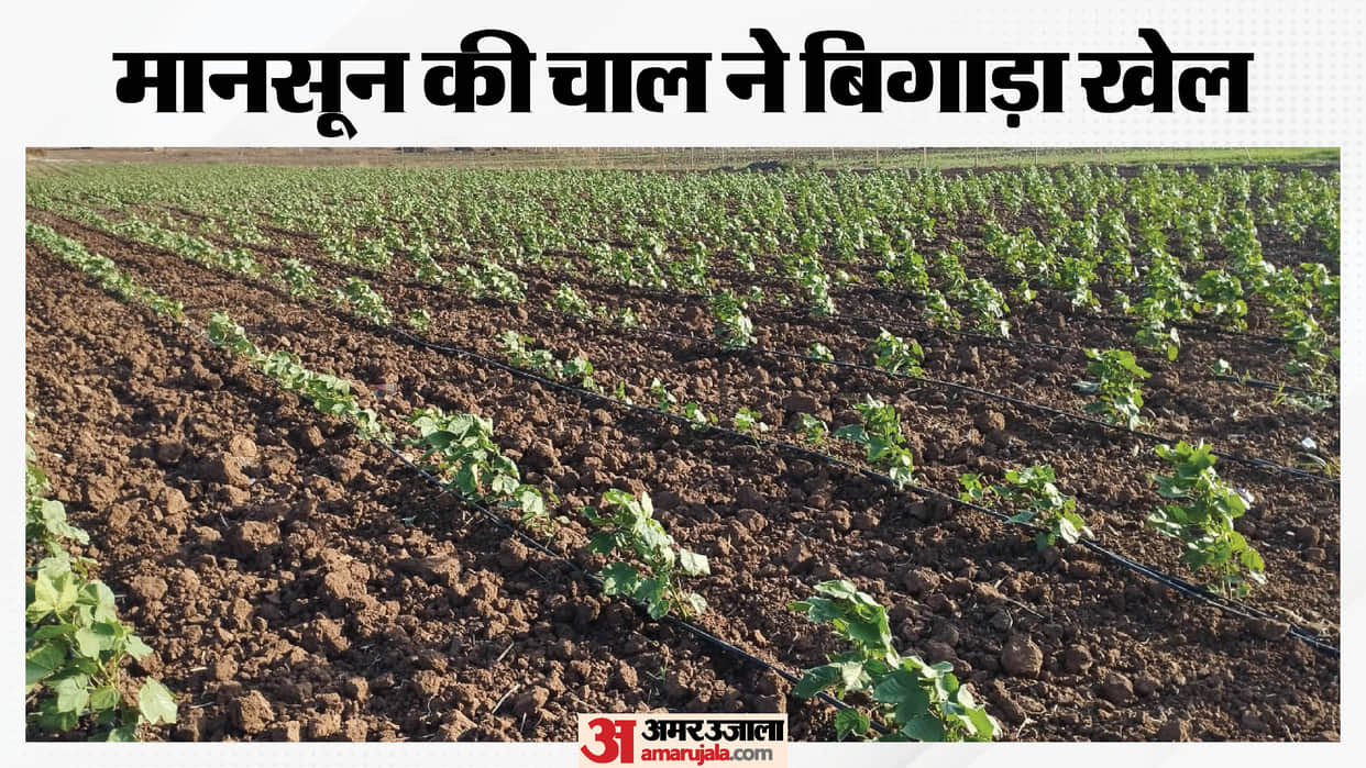 khargone monsoon delay chilli cotton maize crop damage farmers irrigation crisis news