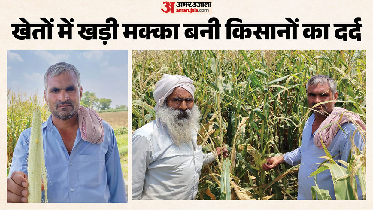 Empty Corn Cobs Leave Farmers Devastated; Poor Quality Seeds Trigger Massive Losses
