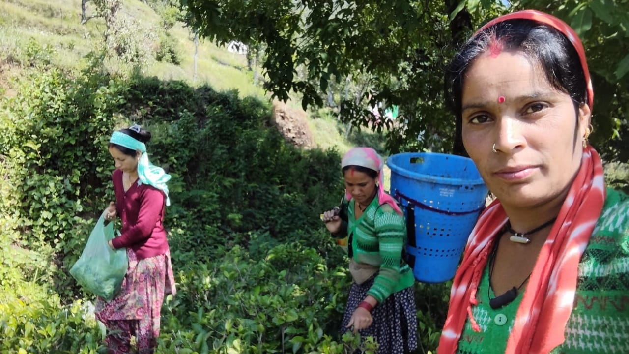 जखोली ब्लॉक के बंजर खेतों में उगाई चाय