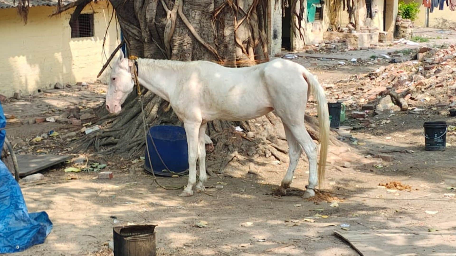 16 वर्ष का बादल।