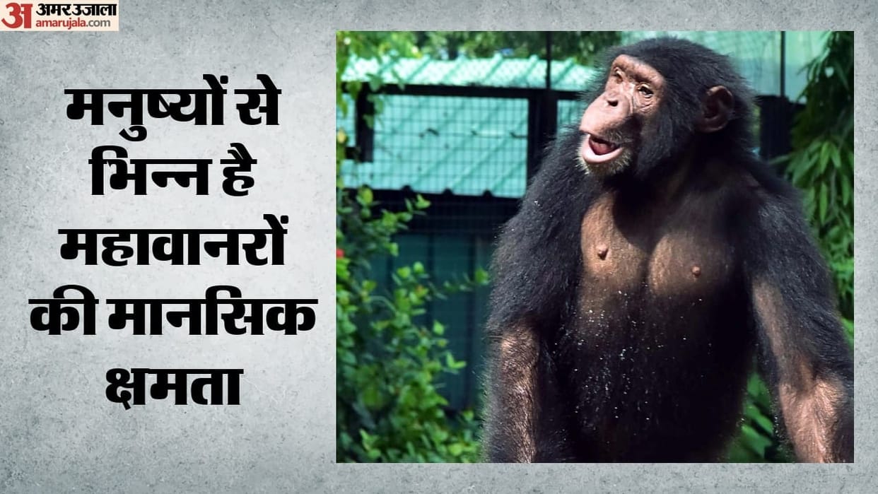great apes study finds each species thinks differently challenges uniform intelligence theory