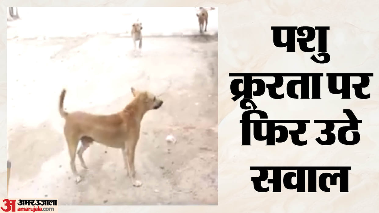 Meerut: Dog Shot in Meerut Battles for Life, 150 Pellets Removed, Loses Both Eyes