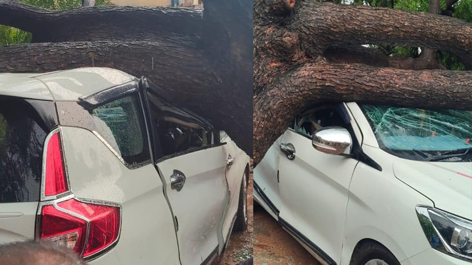 Kanpur: Neem tree falls on car during strong storm; major accident averted