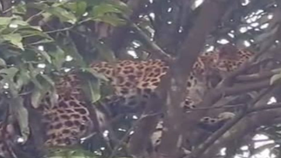 Kanpur: Wild animal spotted on mango tree; panic ensues following reports of a leopard's arrival