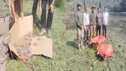 Sirmaur: Turtle population grows in Renuka Lake; 47 new hatchlings arrive.