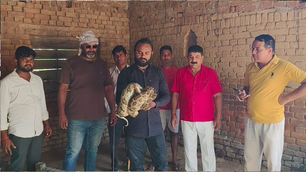 A 25-kilogram python was found in the home of Shri Ram Pandey in Saree Kalp village, Basti.