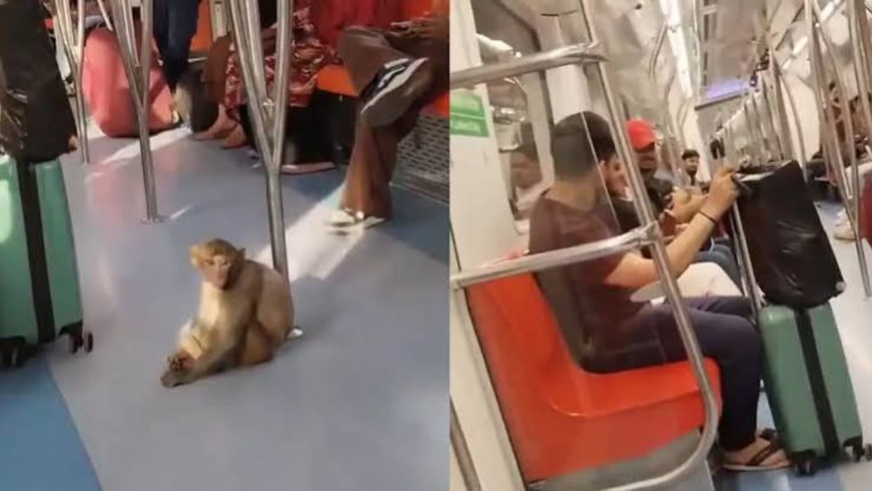 Delhi Metro Monkey Video pink line sits on girls lap