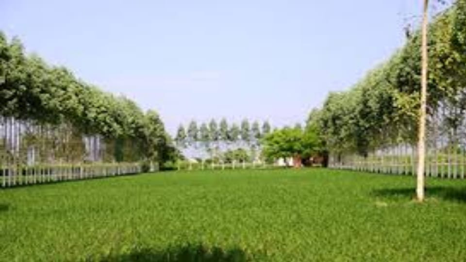 Punjab Government promoting agroforestry