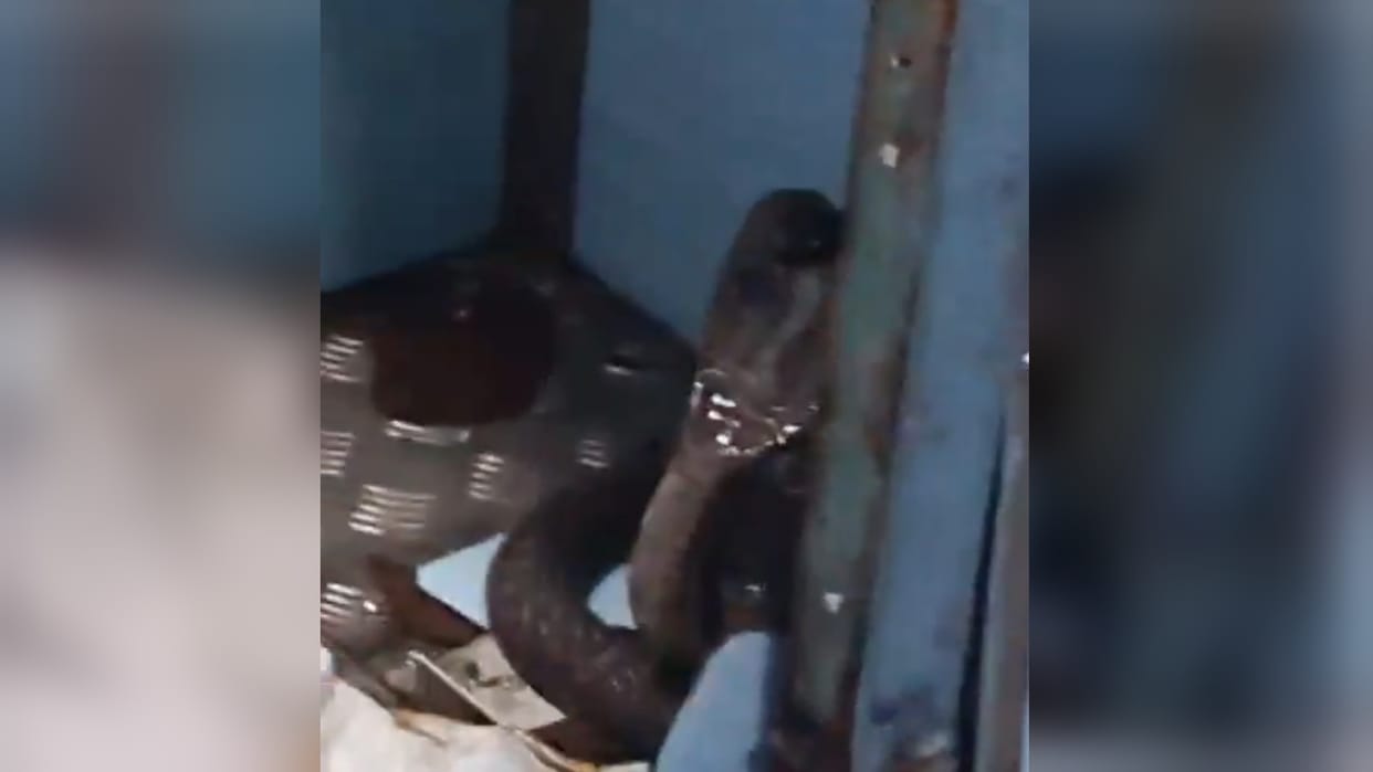 Panic ensues after a massive cobra is found on the Prayagraj-Gwalior Express; the snake was hiding beneath