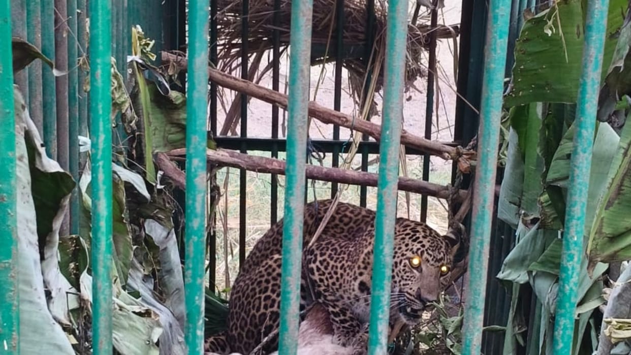Another leopard trapped in a Forest Department cage in lakhimpur kheri