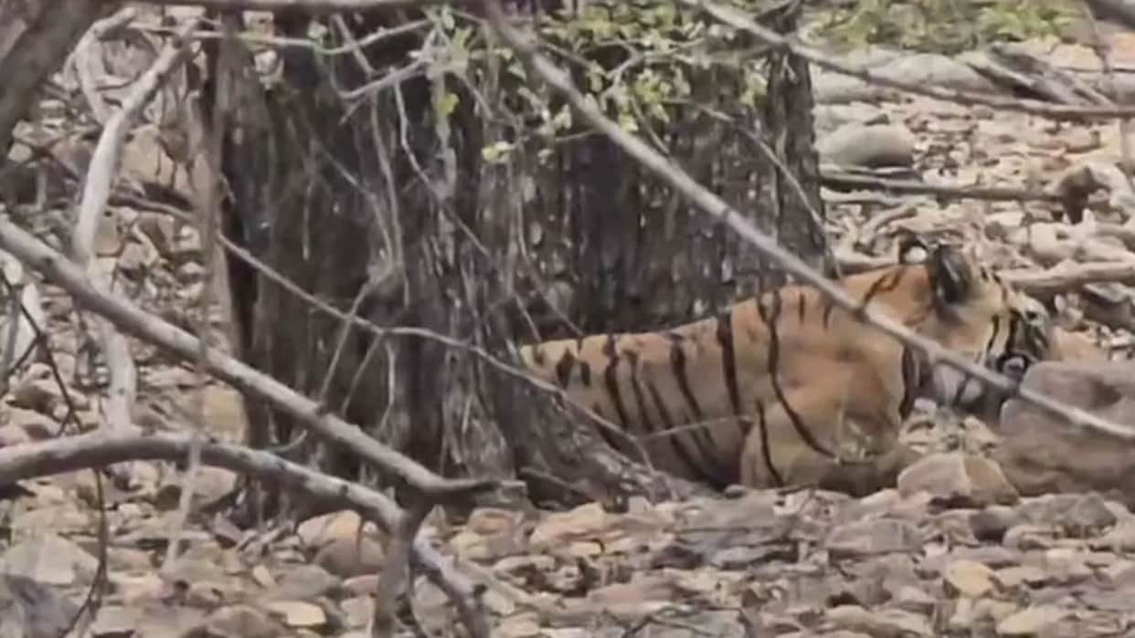 Tourists saw a cub of tigress T-111 Shakti hunting a Sambar