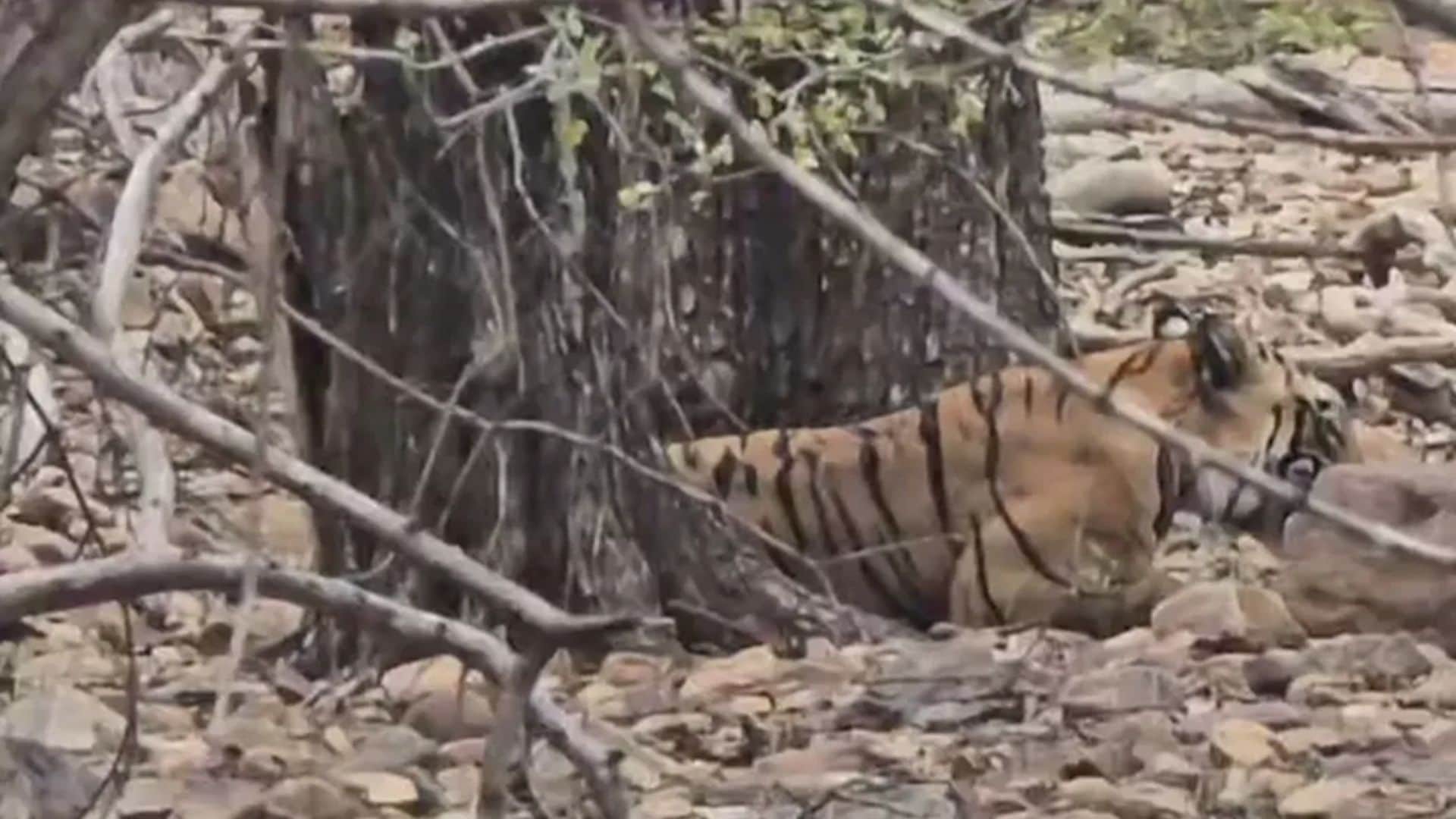 पर्यटकों ने बाघिन टी-111 शक्ति के एक शावक को सांभर का शिकार करते देखा