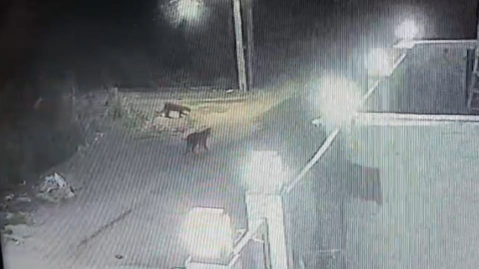 Bijnor: Three Leopards Enter Residential Colony, Captured on CCTV, Dog Escapes Attack