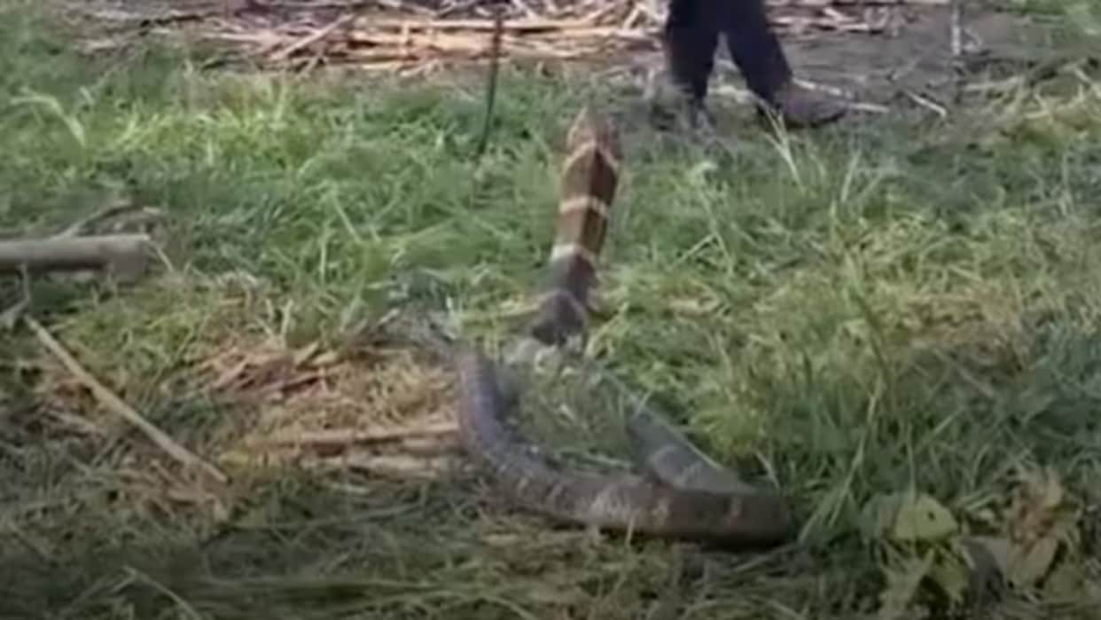 King Cobra Rescue Video 14 feet king cobra rescued rautahat nepal viral video