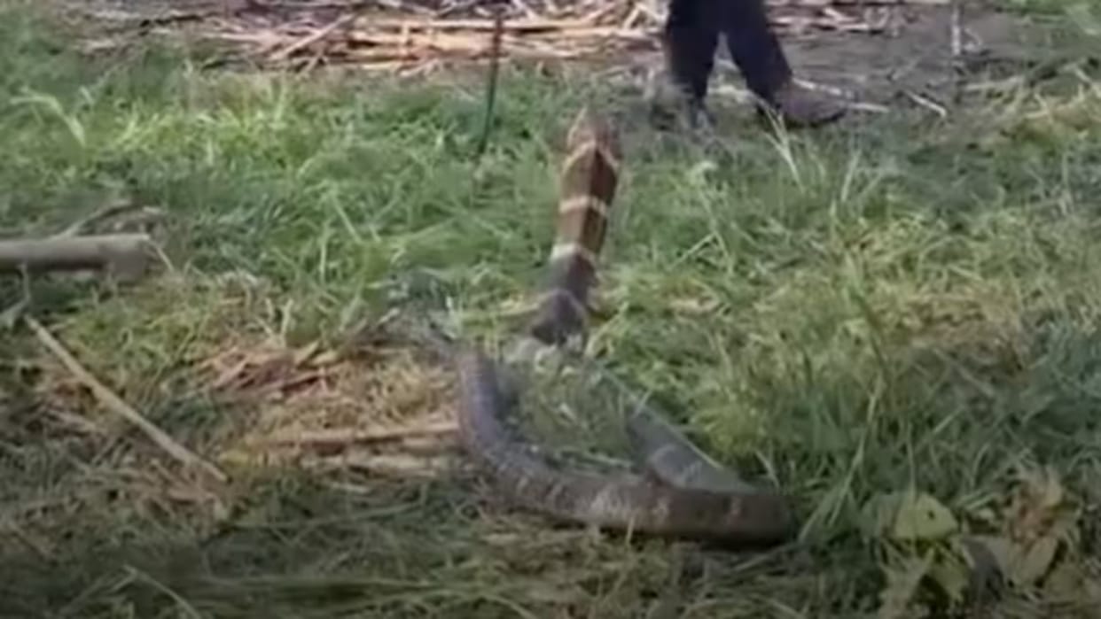 King Cobra Rescue Video 14 feet king cobra rescued rautahat nepal viral video
