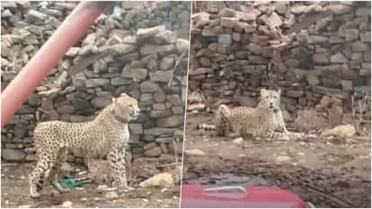 रिहायशी इलाके में पहुंचा चीता