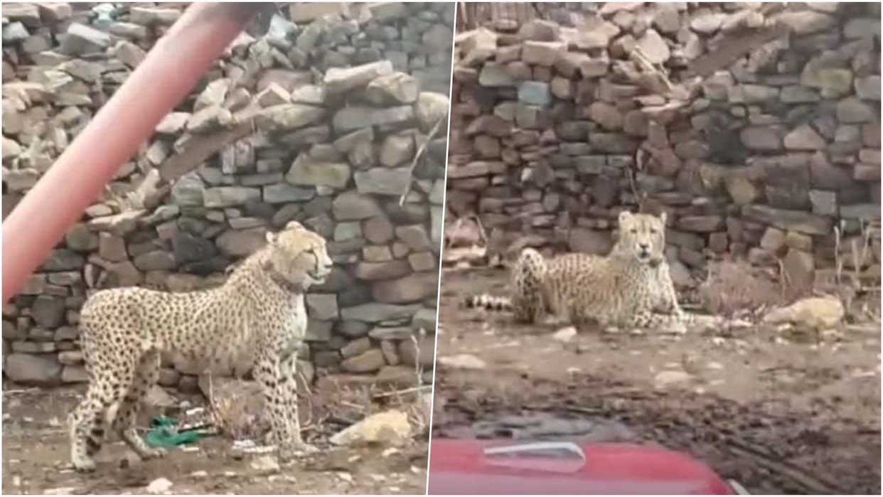 Sheopur News: Cheetah Strays into Residential Area from Kuno, Triggers Panic Near School