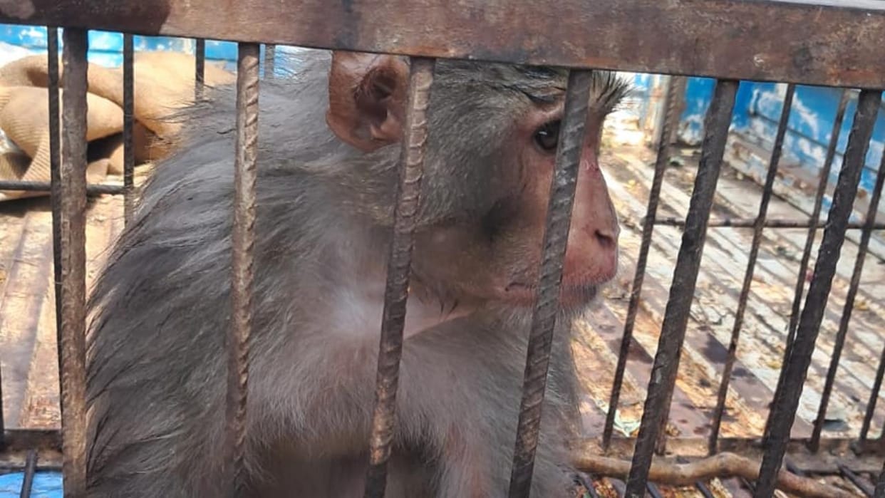 Lalitpur: Arjun Khiriya Gram Panchayat gets relief from the monkey menace