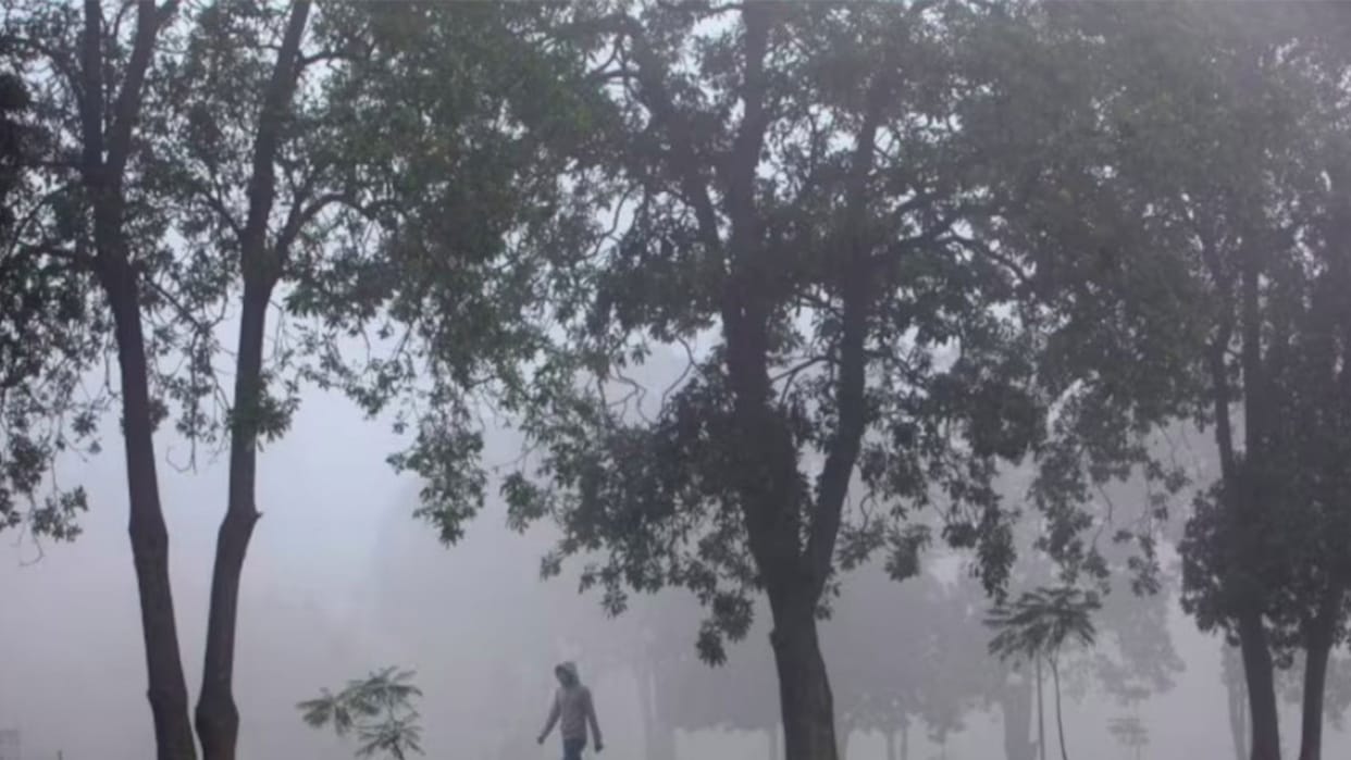 Do trees really reduce heat in cities urban-heat-island-effect-trees-city-temperature-climate-change-study