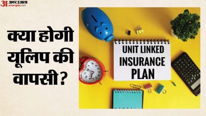 यूलिप