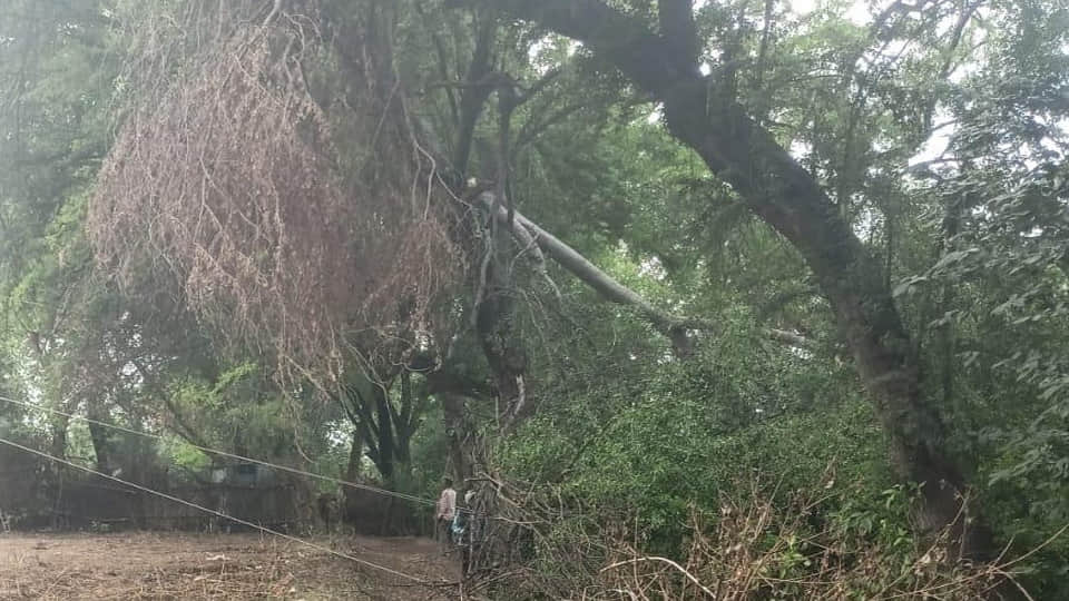 rees topple onto power lines during a storm in Mahoba; electricity supply cut off in 50 villages