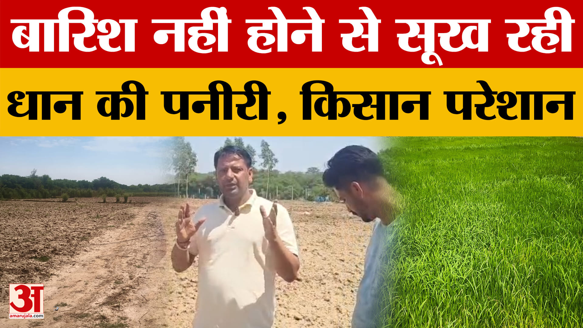 मानसून की बेरुखी से चंडीगढ़ के किसान परेशान, धान की रोपाई में देरी से गेहूं फसल पर संकट