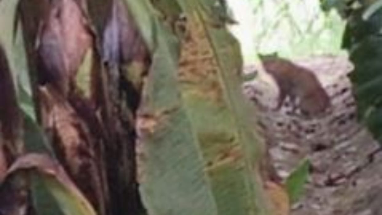 Leopard spotted in banana field panic spreads among villagers in Lakhimpur Kheri