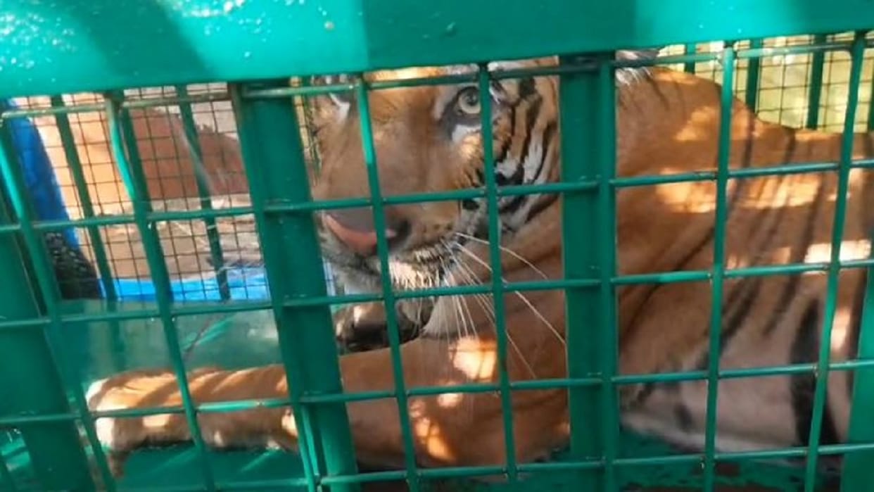 Forest Department team captures ferocious tigress in Lakhimpur Kheri