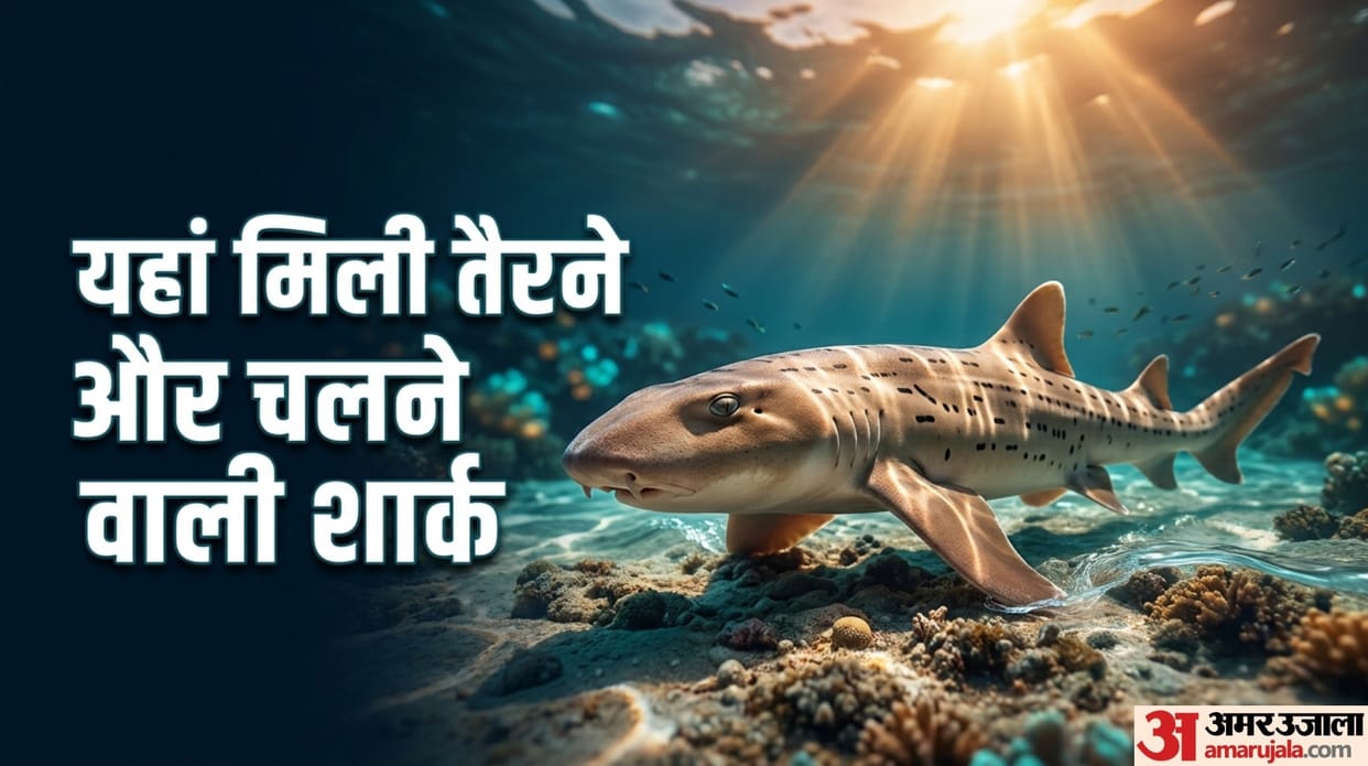 Zara Hatke walking shark found in papua new guinea new species identified