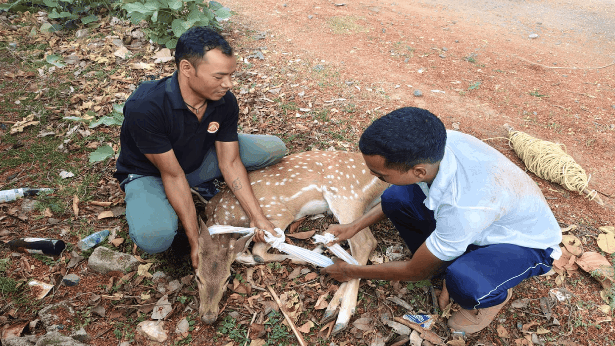 Pack of stray dogs attacks male chital in GPM