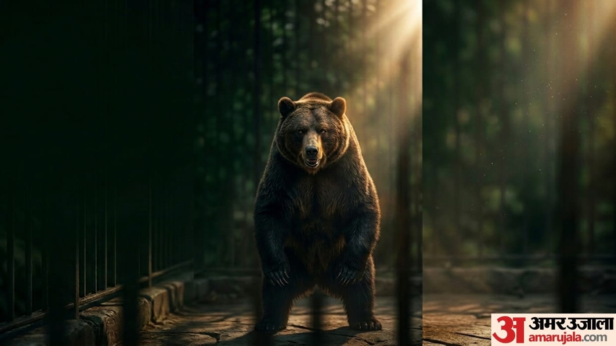 china zoo offers 14 lakh salary to work as a bear