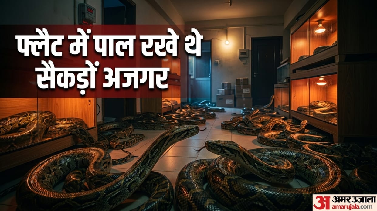 chinese man keeps 300 pythons in flat huge electricity bill exposes secret