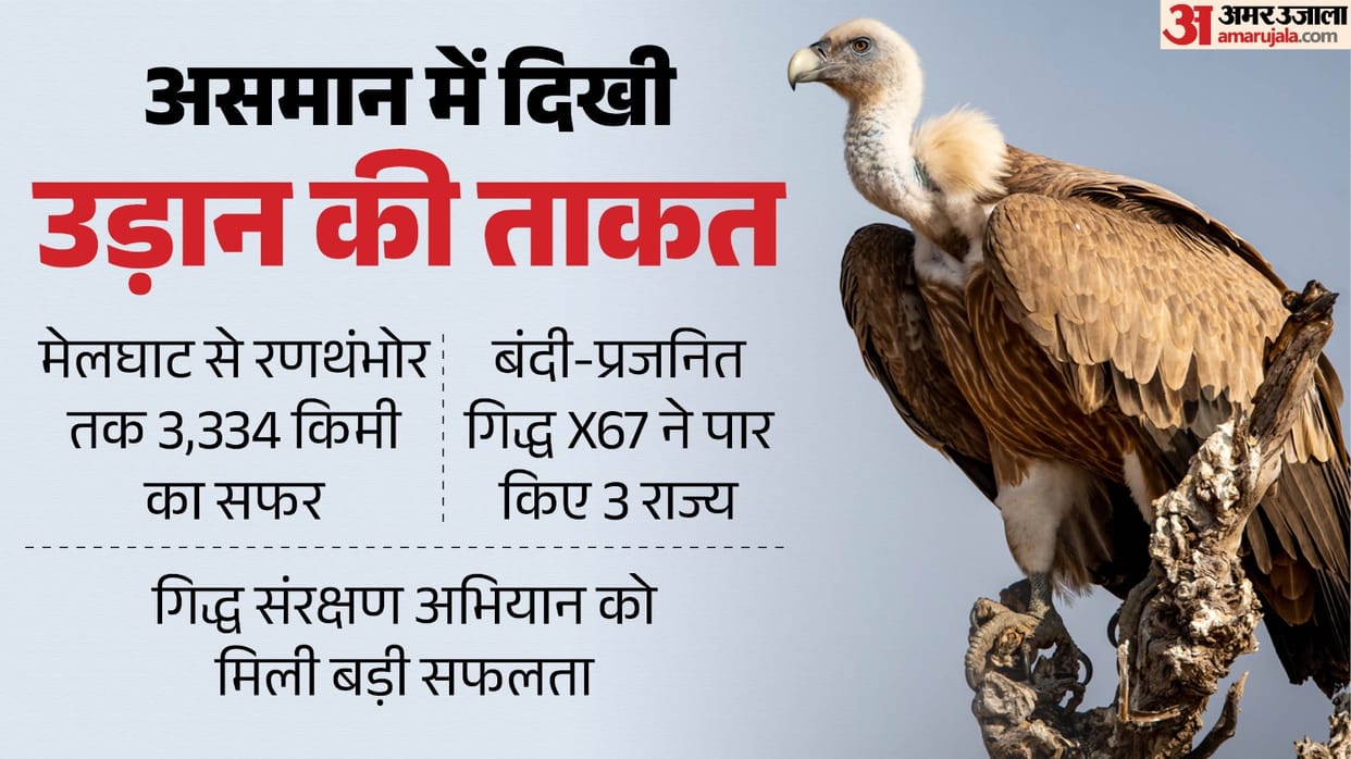 A 27-day, 3,334-kilometer journey captive-bred vulture reaches Ranthambore after crossing three states.